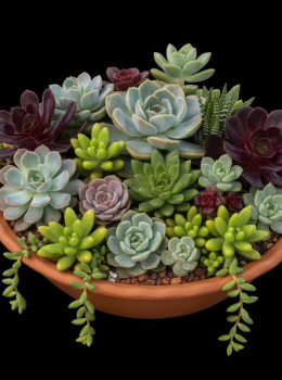 Bacia de Barro Artesanal para Plantas